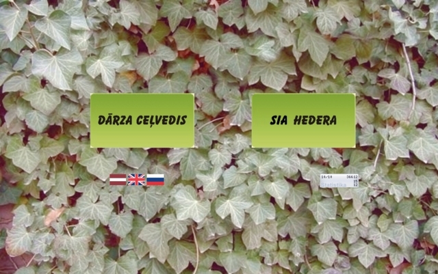 HEDERA, SIA